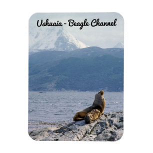 Magnet Flexible Otaries dans le canal beagle - Argentine