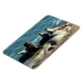 Magnet Flexible Otaries de San Diego (Côté Gauche)