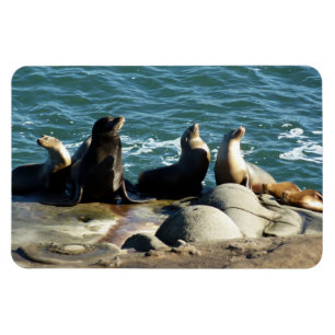 Magnet Flexible Otaries de San Diego