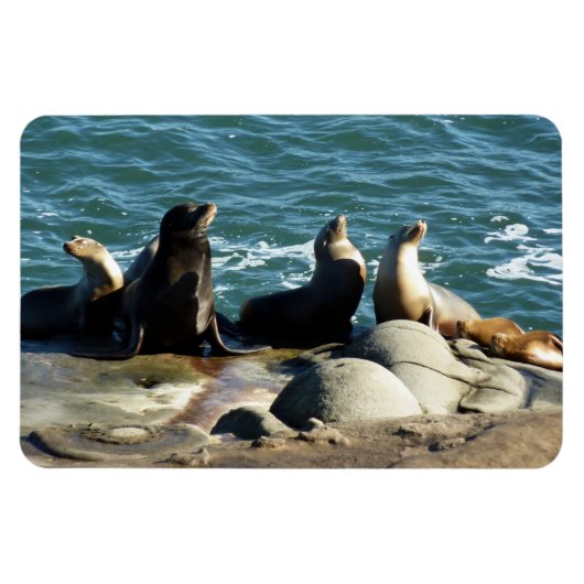 Magnet Flexible Otaries de San Diego (Horizontal)