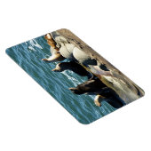 Magnet Flexible Otaries de San Diego (Côté Droit)