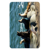 Magnet Flexible Otaries de San Diego (Vertical)