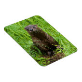 Magnet Flexible Otter (Côté Droit)