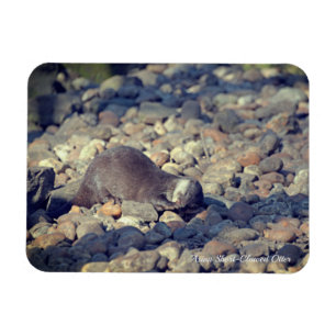 Magnet Flexible Otter Short Clawed au zoo de Drusillas dans l'est 