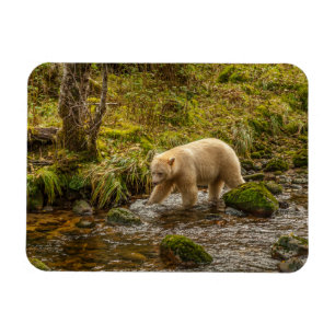 Magnet Flexible Ours blanc cherche des poissons dans le ruisseau R