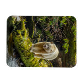 Magnet Flexible Ours blanc | Colombie-Britannique, Canada (Horizontal)