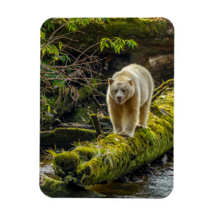 Magnet Flexible Ours blanc Colombie-Britannique, Canada