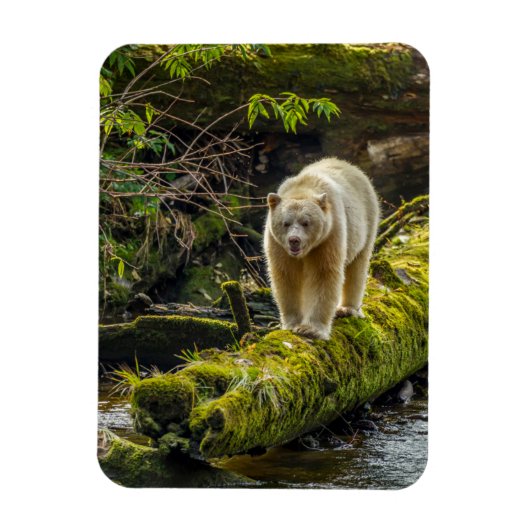 Magnet Flexible Ours blanc | Colombie-Britannique, Canada (Vertical)