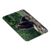 Magnet Flexible ours Brown (Côté Droit)