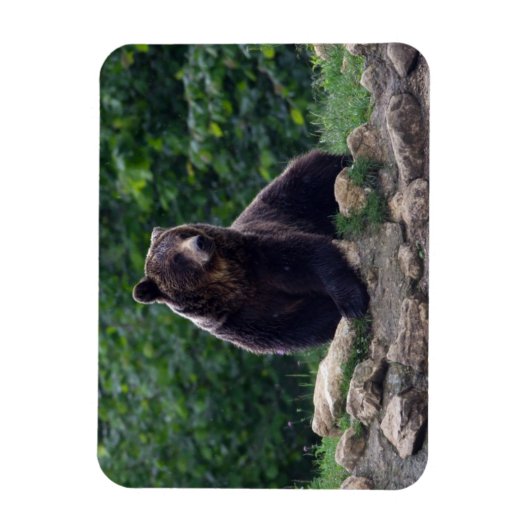 Magnet Flexible ours Brown (Vertical)