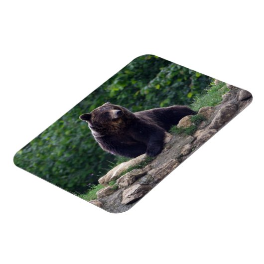 Magnet Flexible ours Brown (Côté Gauche)