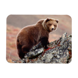 Magnet Flexible Ours Brown de Denali