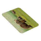 Magnet Flexible Ours Brown de l'Alaska avec des oursons dans une p (Côté Droit)