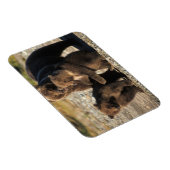 Magnet Flexible ours Brown, grizzli, semer avec des oursons sur la (Côté Droit)