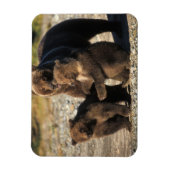 Magnet Flexible ours Brown, grizzli, semer avec des oursons sur la (Vertical)