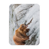 Magnet Flexible Ours brun attrape un saumon rouge (Vertical)