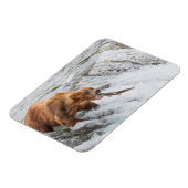 Magnet Flexible Ours brun attrape un saumon rouge (Côté Gauche)