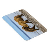 Magnet Flexible Ours brun côtier (Côté Droit)
