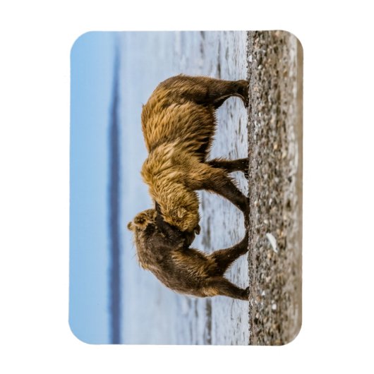 Magnet Flexible Ours brun côtier (Vertical)