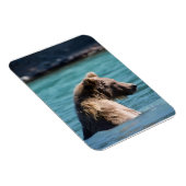 Magnet Flexible Ours Brun Majestueux d'Alaska (Côté Droit)