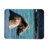 Magnet Flexible Ours Brun Majestueux d'Alaska (Horizontal)