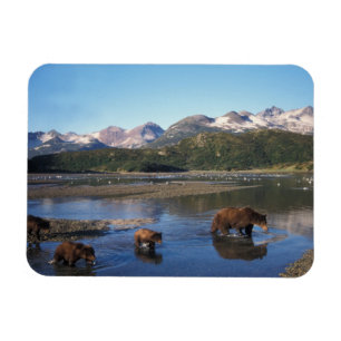 Magnet Flexible Ours brun, ours grizzly, truie et oursons dans
