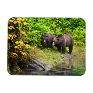Magnet Flexible Ours brun & ourson   Hyder, Alaska