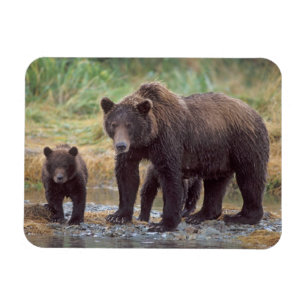 Magnet Flexible ours brun, Ursus arctos, grizzly, Ursus 3