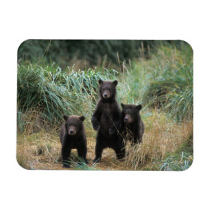 Magnet Flexible ours brun, Ursus arctos, grizzly, Ursus 7