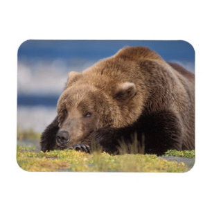 Magnet Flexible ours brun, Ursus arctos, grizzly, Ursus 8