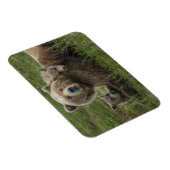 Magnet Flexible Ours bruns oursons câlinant leur mère (Côté Droit)
