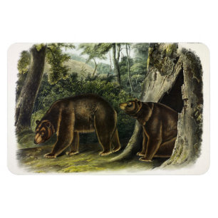 Magnet Flexible Ours de cannelle des Quadrupeds d'Audubon