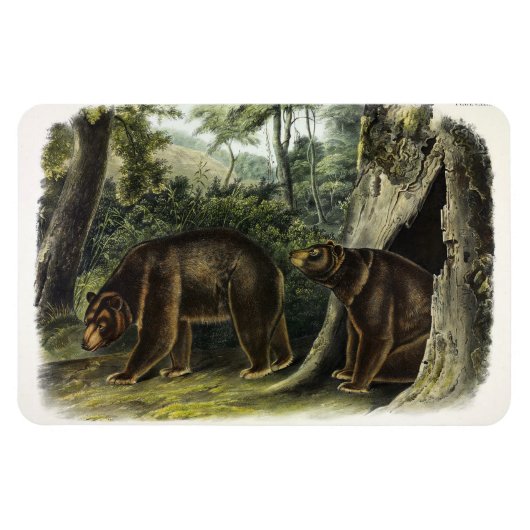 Magnet Flexible Ours de cannelle des Quadrupeds d'Audubon (Horizontal)