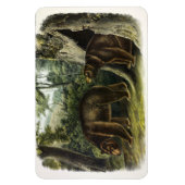 Magnet Flexible Ours de cannelle des Quadrupeds d'Audubon (Vertical)