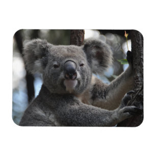 Magnet Flexible Ours de Koala dans l'arbre