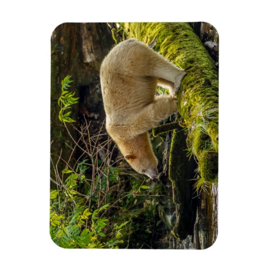 Magnet Flexible Ours d'esprit blanc (Vertical)