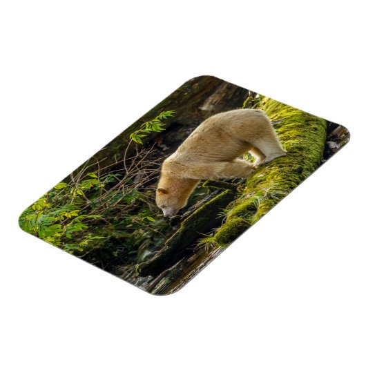 Magnet Flexible Ours d'esprit blanc (Côté Gauche)