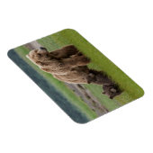 Magnet Flexible Ours grizzly mère avec deux oursons (Côté Droit)