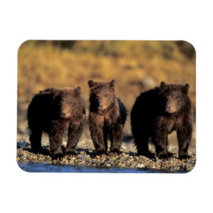 Magnet Flexible Ours grizzly, ours brun, oursons, Katmai National