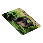 Magnet Flexible Ours noir Alpha (Côté Droit)