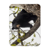 Magnet Flexible Ours noir Escalade (Vertical)