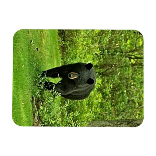 Magnet Flexible Ours noir jardin (Horizontal)