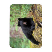 Magnet Flexible Ours noir sur une vieille bille de croissance dans (Vertical)