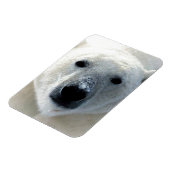 Magnet Flexible Ours Polaire (Côté Gauche)