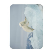 Magnet Flexible Ours polaire en été (Vertical)