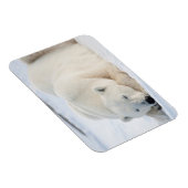 Magnet Flexible Ours polaire en hiver (Côté Droit)