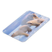 Magnet Flexible Ours polaire semé avec des petits sur la banquise (Côté Gauche)