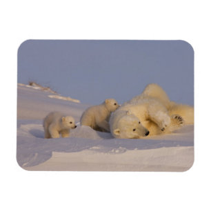 Magnet Flexible ours polaire, Ursus maritimus, femelle jouant