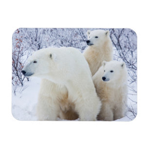 Magnet Flexible Ours polaires et deux oursons