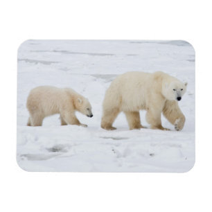 Magnet Flexible Ours polaires femelle et deux oursons 2